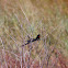 Red-collared Widowbird