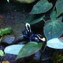 Poison Dart Frog