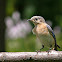 Eastern bluebird
