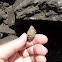 Mediterranean Cone Snail