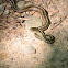 Eastern Garter Snake