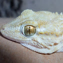 European common gecko