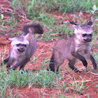 Bat-eared fox