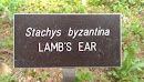 Lamb's Ear