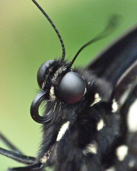 Spotting Image 1