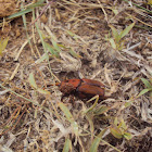 Red palm weevil