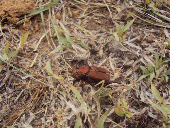 Spotting Image 1