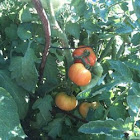 Tomatoes 