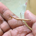 Praying mantis