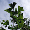 Ginkgo