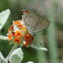 Gray Hairstreak