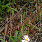 Aster