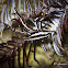 Feather Star Squat Lobster