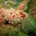 Stone scorpionfish