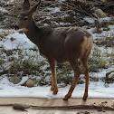 Mule Deer