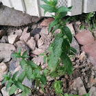 spear Mint