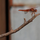 Neon Skimmer
