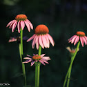 Purple Coneflower