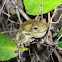 Emerald-Spotted Tree Frog, Peron's Tree Frog