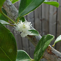 Guava 