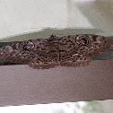 Owlet Moth