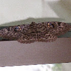 Owlet Moth