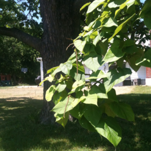 Spotting Image 1