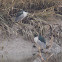Black-crowned Night Heron