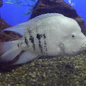 Mojarra Norteña