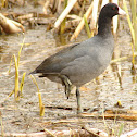 American Coot