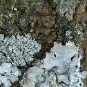 Three different lichens
