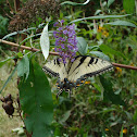 Tiger Swallowtail