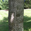 Tulip tree / Yellow poplar