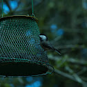 Black-capped Chickadee