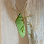 Green Stink Bug