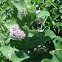 Common milkweed