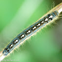 Forest tent caterpillar