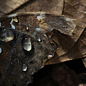 Broken Beauty by Jen Millard - Artistic Objects Other Objects ( water, detail, wing, macro, simple, art )