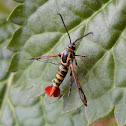 Clearwing Moth