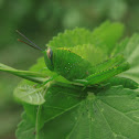 Green Grasshopper