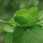 Green Grasshopper