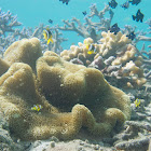 Clark's Anemonefish