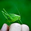 True Katydid juvenile