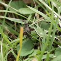 Ground cricket