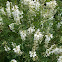 White hairy vetch