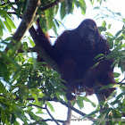 Orangutan