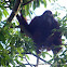 Orangutan