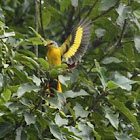 Scarlet minivet