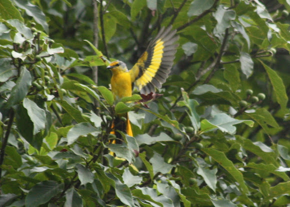 Spotting Image 1