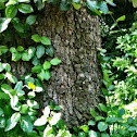 Cedar of Lebanon
